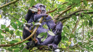 kibale forest 