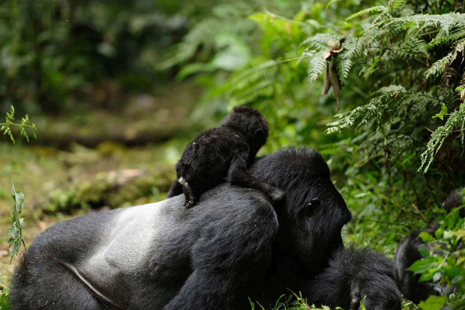 gorilla trek