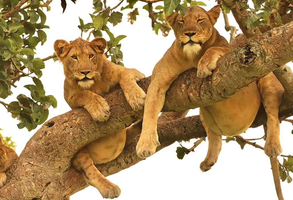 Uganda safari adventure in QENP & Bwindi forest