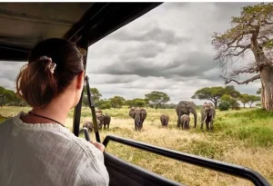 Uganda safari - wildlife adventures await