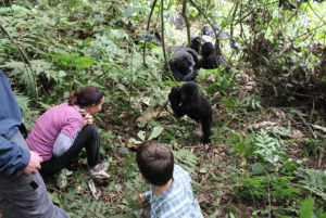 gorilla trekking in bwindi